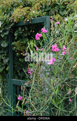 Everlasting pea (Lathyrus latifolius) at a garden gate Stock Photo