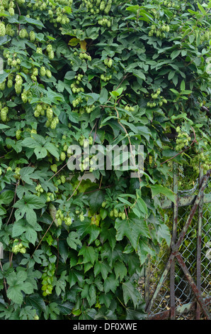 Common hop (Humulus lupulus) Stock Photo