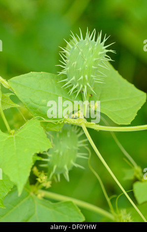 Bolivian cucumber (Cyclanthera brachystachya) Stock Photo