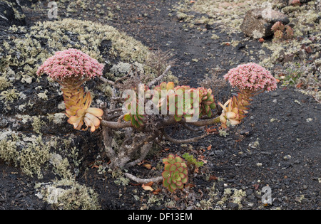 Large pink-flowering Aeonium lancerottense (stonecrop, houseleek) on lichen-covered pahoehoe lava near Masdache, Lanzarote Stock Photo