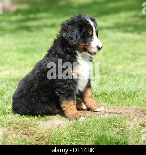 Bernese Mountain Dog puppy sitting in the garden Stock Photo