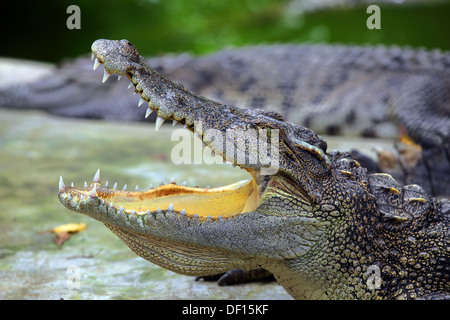 Crocodile with jaws open Stock Photo