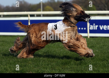 Hannover, Germany, Afghan Hound in race Stock Photo