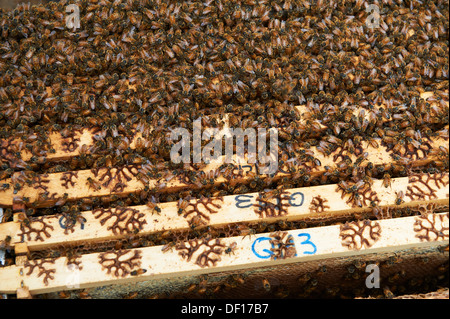 European Honey Bees on the top of frames in a bee hive Stock Photo