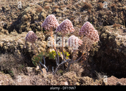 Large pink-flowering Aeonium lancerottense (stonecrop, houseleek) on lichen-covered lava near Montana Ortiz, Lanzarote Stock Photo