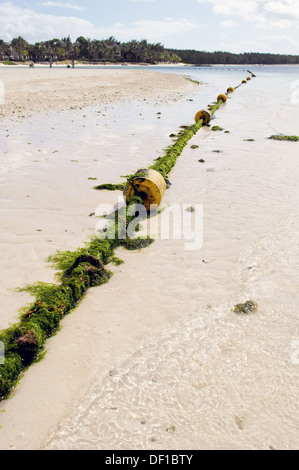 Seaweed protection on the tropical beach Stock Photo