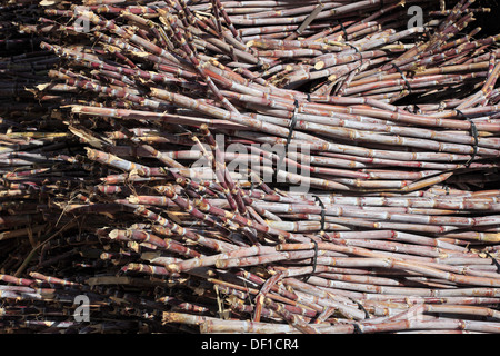 Madeira island, cut sugar cane, Saccharum officinarum Stock Photo