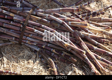 Madeira island, cut sugar cane, Saccharum officinarum Stock Photo