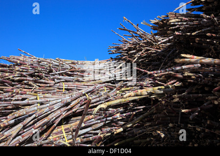 Madeira island, cut sugar cane, Saccharum officinarum Stock Photo