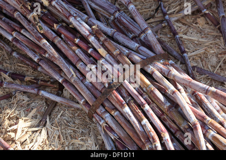 Madeira island, cut sugar cane, Saccharum officinarum Stock Photo