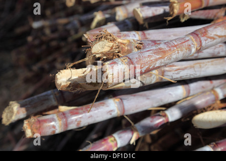 Madeira island, cut sugar cane, Saccharum officinarum Stock Photo