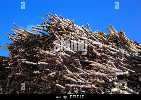 Madeira island, cut sugar cane, Saccharum officinarum Stock Photo