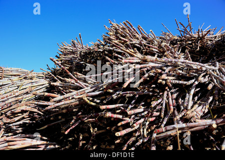 Madeira island, cut sugar cane, Saccharum officinarum Stock Photo