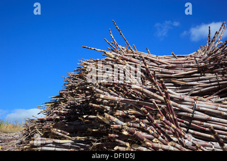 Madeira island, cut sugar cane, Saccharum officinarum Stock Photo