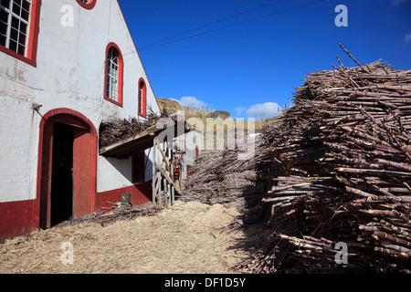 Madeira island, cut sugar cane, Saccharum officinarum Stock Photo