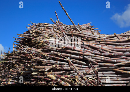 Madeira island, cut sugar cane, Saccharum officinarum Stock Photo