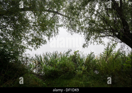 Trees growing on the banks of Old Hall Pond in Essex. Stock Photo
