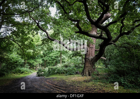 Thorndon Country Park in Essex. Stock Photo