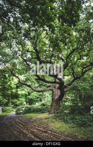 Thorndon Country Park in Essex. Stock Photo