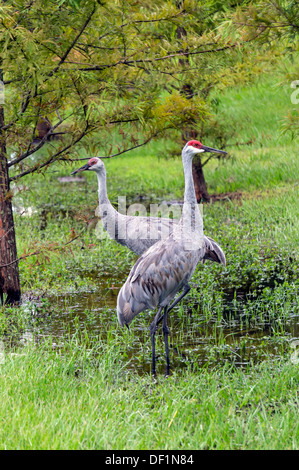 Mated pair of Sandhill Cranes (Grus canadensis) wading in shallow water after a heavy rain foraging for food. Stock Photo