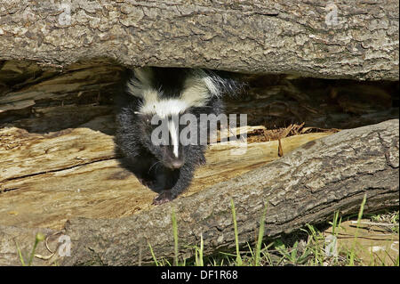 Striped Skunk (Mephitis mephitis), juvenile, one month, on tree Stock ...