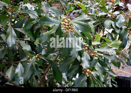 Madeira, Island East, on Ribeira Frio, Levada in the laurel forest, bay laurel forest Stock Photo