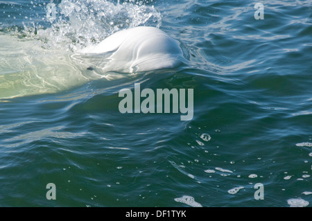 Canada, Manitoba, Churchill. Churchill River Estuary, beluga whale (Delphinapterus leucas). Stock Photo