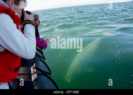 Canada, Manitoba, Churchill. Churchill River Estuary, wild beluga whale (Delphinapterus leucas). Whale watching from zodiac boat Stock Photo