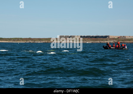 Canada, Manitoba, Churchill. Churchill River Estuary, wild beluga whale (Delphinapterus leucas). Whale watching from zodiac boat Stock Photo