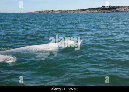 Canada, Manitoba, Churchill. Churchill River Estuary, wild beluga whales (Delphinapterus leucas). Stock Photo