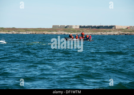 Canada, Manitoba, Churchill. Churchill River Estuary, wild beluga whale (Delphinapterus leucas). Whale watching. Stock Photo