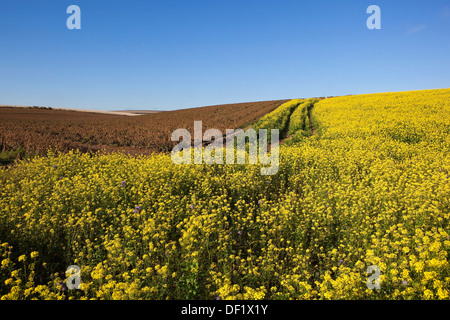 Bright yellow mustard flowers and brown dessicated potato plants in the Yorkshire wolds landscape under clear blue sky Stock Photo