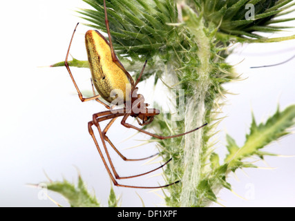 Close-up macro of the female common stretch spider (Tetragnatha  extensa) posing on a thistle Stock Photo