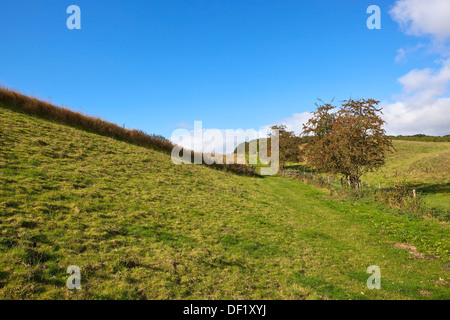 An old hawthorn hedgerow in a green valley in Horsedale on the Yorkshire wolds England under a blue cloudy sky in late summer Stock Photo