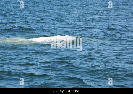 Canada, Manitoba, Churchill. Churchill River Estuary, wild beluga whale (Delphinapterus leucas). Stock Photo