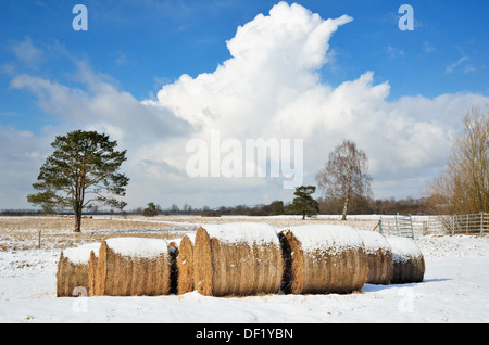 Field with straw bales in winter Germany Stock Photo