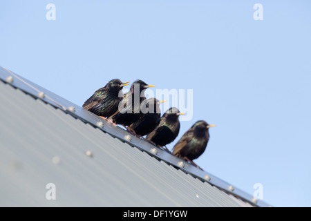 Starling; Sturnus vulgaris; Shetland; UK Stock Photo
