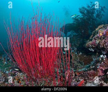 Seascape featuring red gorgonian sea whips with seafan, reef fish and blue water background in Raja Ampat, Indonesia. Stock Photo