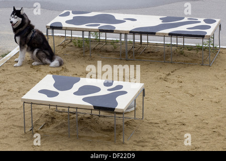 Siberian Husky sat in a sand pit with Cow patterned Tables Stock Photo