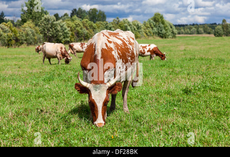 Cows graze in the pasture on a summer day Stock Photo