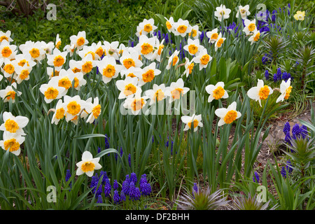 Daffodils  Chicago Botanic Garden