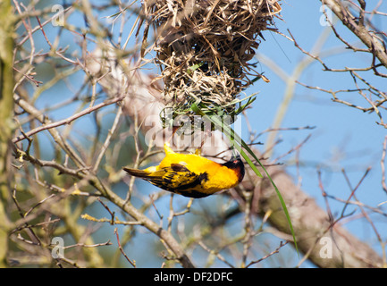 Black-headed weaver bird weaving nest Stock Photo