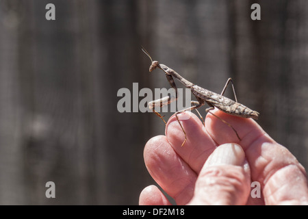 A Praying Mantis, Mantodea, resting on a senior man's fingers outdoors. Stock Photo