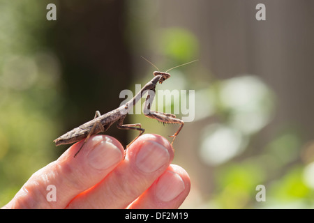 A Praying Mantis, Mantodea, resting on a senior man's fingers outdoors. Stock Photo