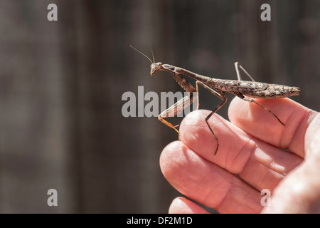 A Praying Mantis, Mantodea, resting on a senior man's fingers outdoors. Oklahoma, USA. Stock Photo
