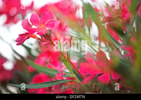 Photo of the pinky rural flowers Stock Photo