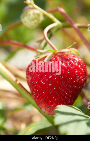 Ripe strawberry in field Stock Photo