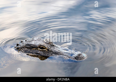 Small American alligator (Alligator mississippiensis), also known as gator, swimming with eyes and nostrils just above water. Stock Photo