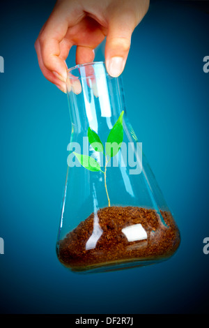 hand holds a flask with sprout Stock Photo
