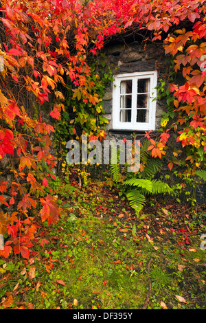 Tu Hwnt I’r Bont Tearoom during Llanrwst, North Wales, UK in full autumn colours Stock Photo